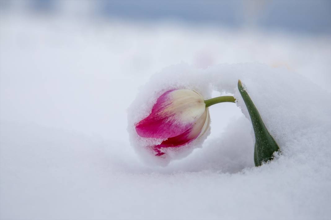 Ünlü lale bahçesi bu yıl bambaşka bir görsel şölen sunacak 3